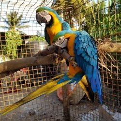 2019/09/ad-macaws-jpg-ptyz.jpg